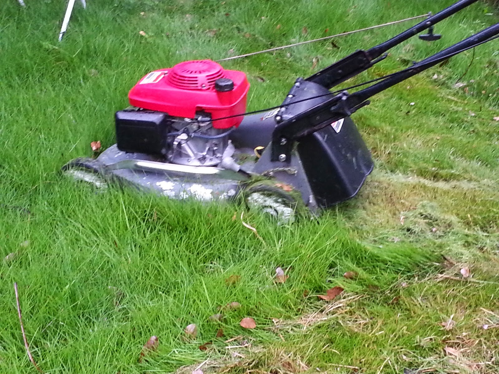 AboveCapricorn Zoysia CAN Grow Tall