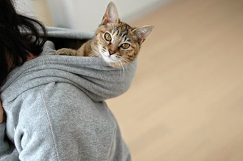 150 gambar kucing lucu dan imut termasuk anggora, persia, dan maine coon 150 gambar kucing lucu dan imut termasuk anggora, persia, dan maine coon