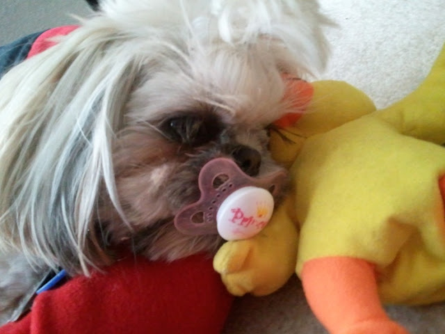 Sinais de que seu shih tzu te ama