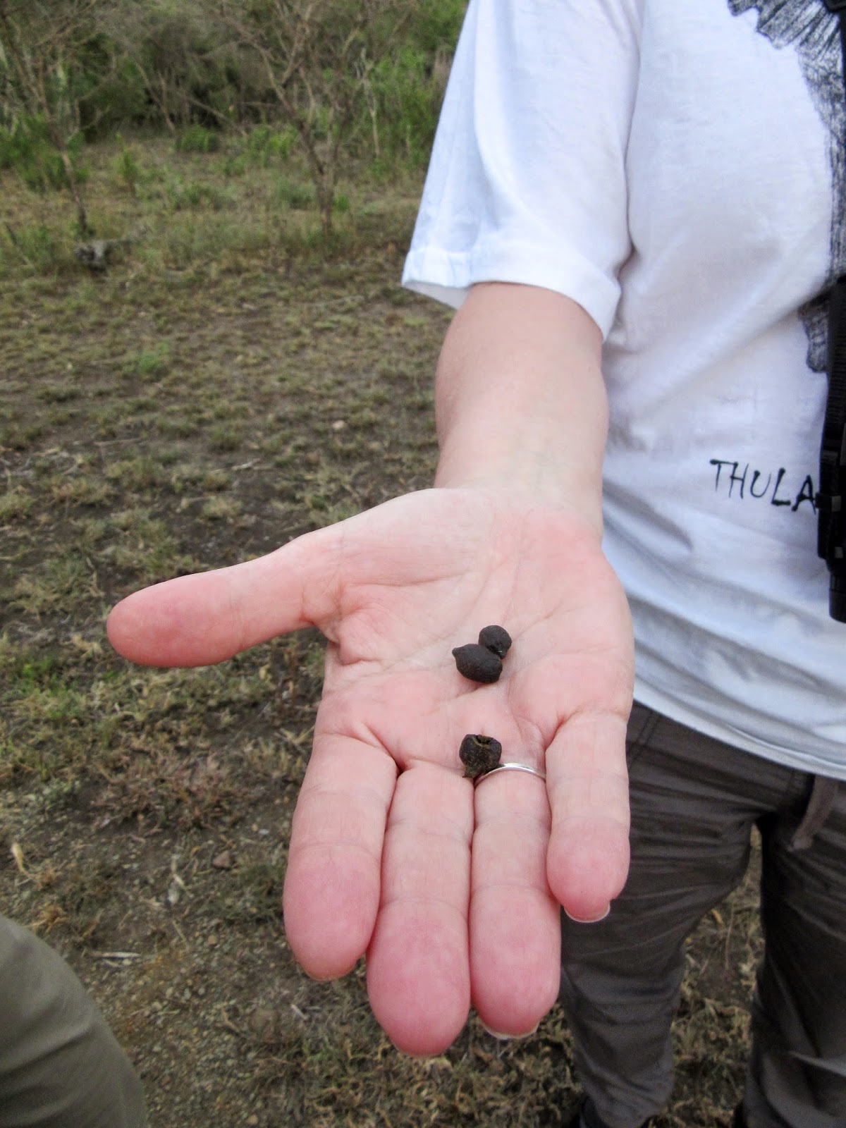 The Great Wildebeest Migration: Dung