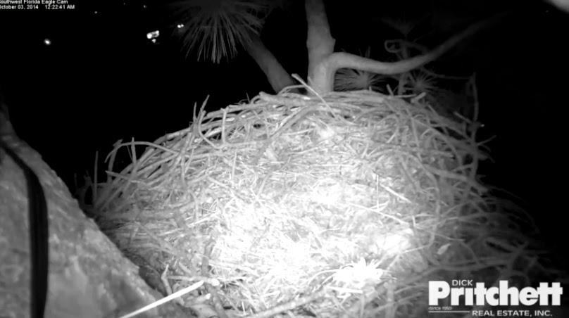 Eagles and Nature with chris7: Nest Cam Round-up: Berry College