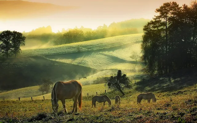 Mooi landschap met paarden in het weiland
