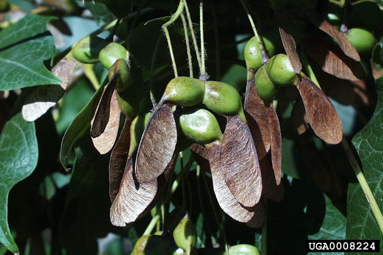Meet A Tree Black Maple Acer nigrum (aka Black Sugar Maple, Hard