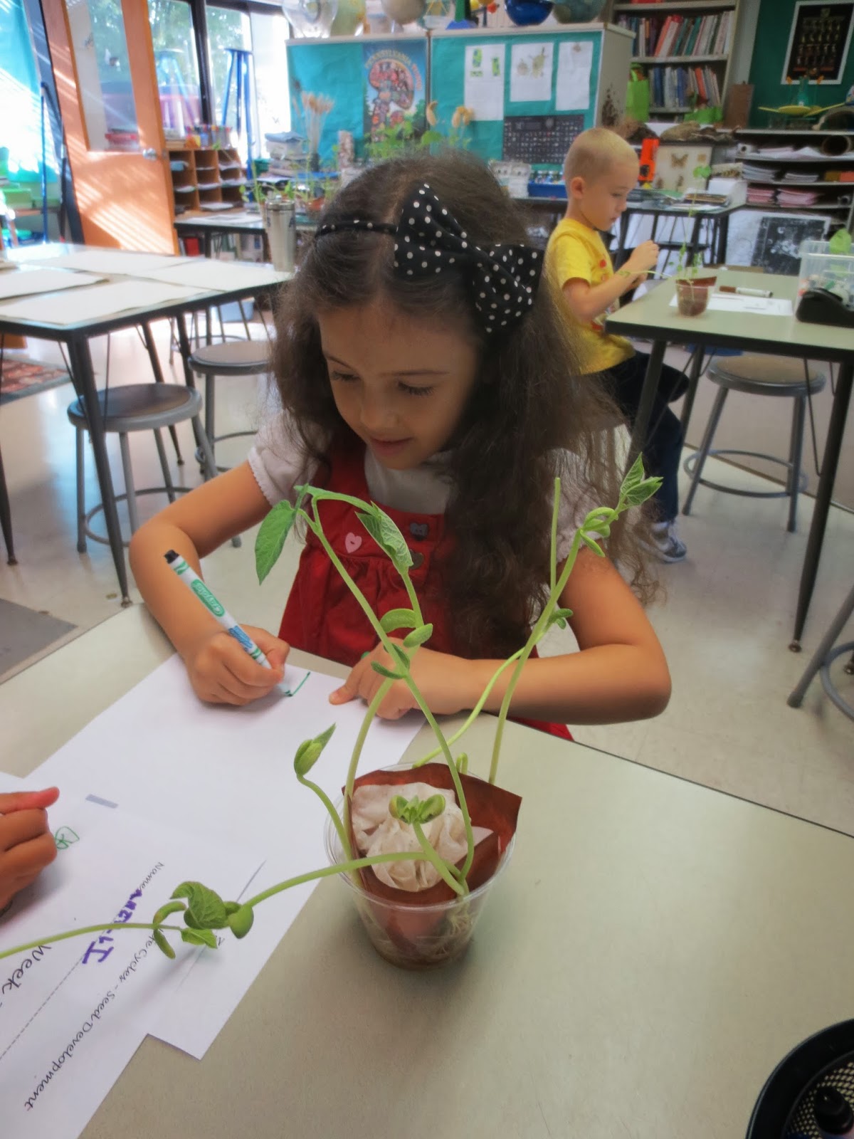 The Epic Adventures of Kindergarten Kindergarten Germination