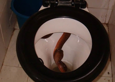 ular dalam mangkuk jamban