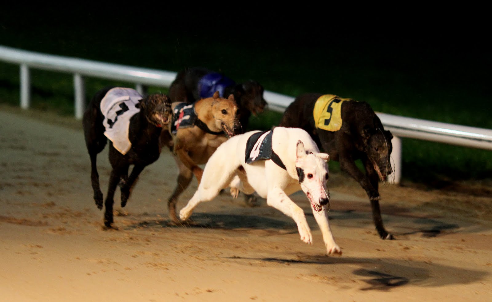 Kilkenny Dogs Photo Gallery