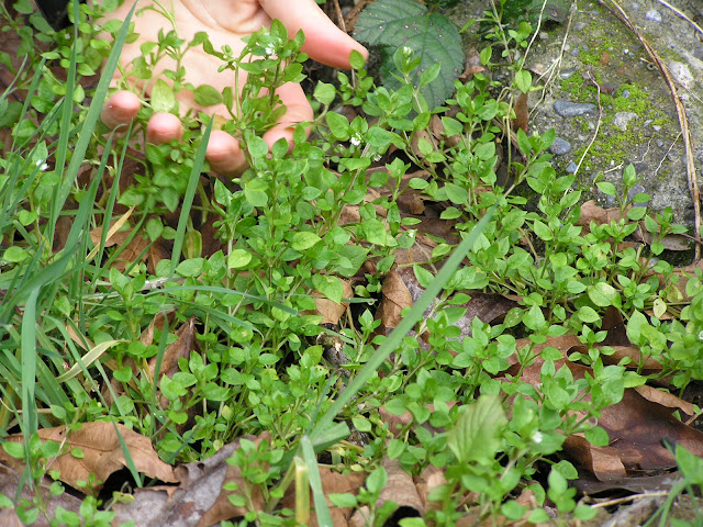 chickweed edible weeds