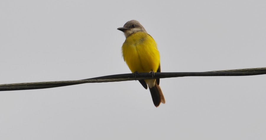 Bourbon, Bastards, and Birds.: Vagrants Become You