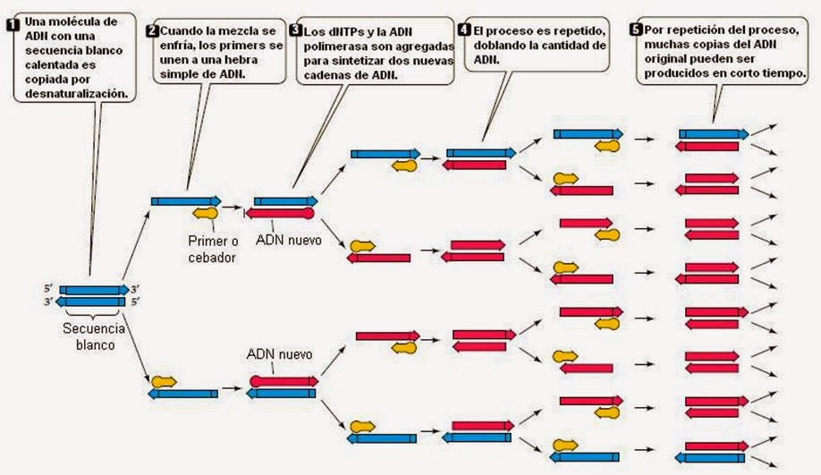 cáncer de estómago prueba de pcr en cáncer gástrico de escalation chart