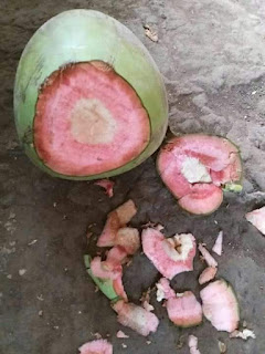 kelapa wulung