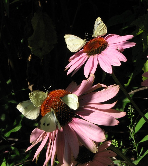 Pollinators The Most Invasive Butterfly Cabbage White Butterfly