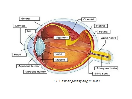 Annisa Mayasari 1 1 Struktur dan anatomi mata 
