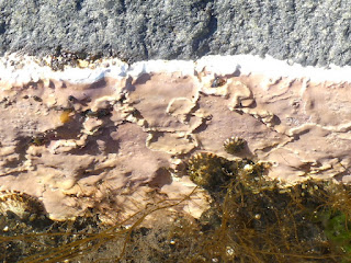 Algues diverses de la côte nord du fleuve Saint Laurent Algues diverses de la côte nord du fleuve Saint Laurent
