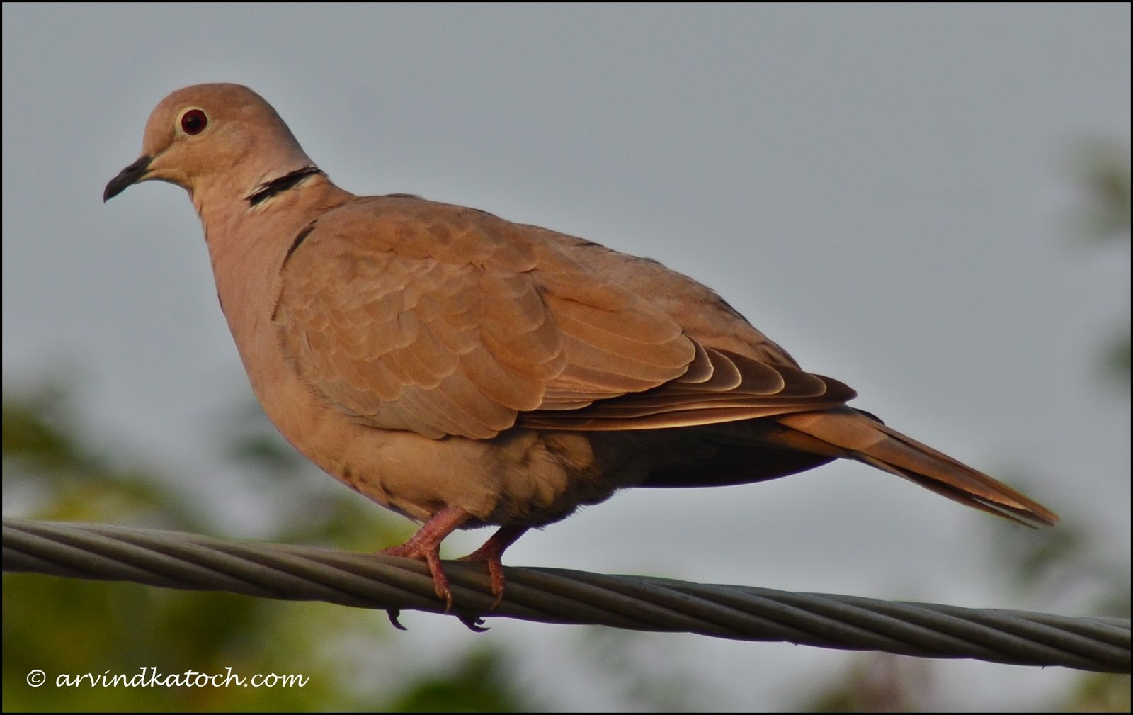 Eurasian CollaredDove or Collared Dove (Streptopelia decapcto