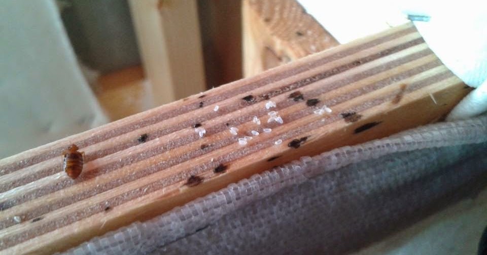 Bed Bug Control London