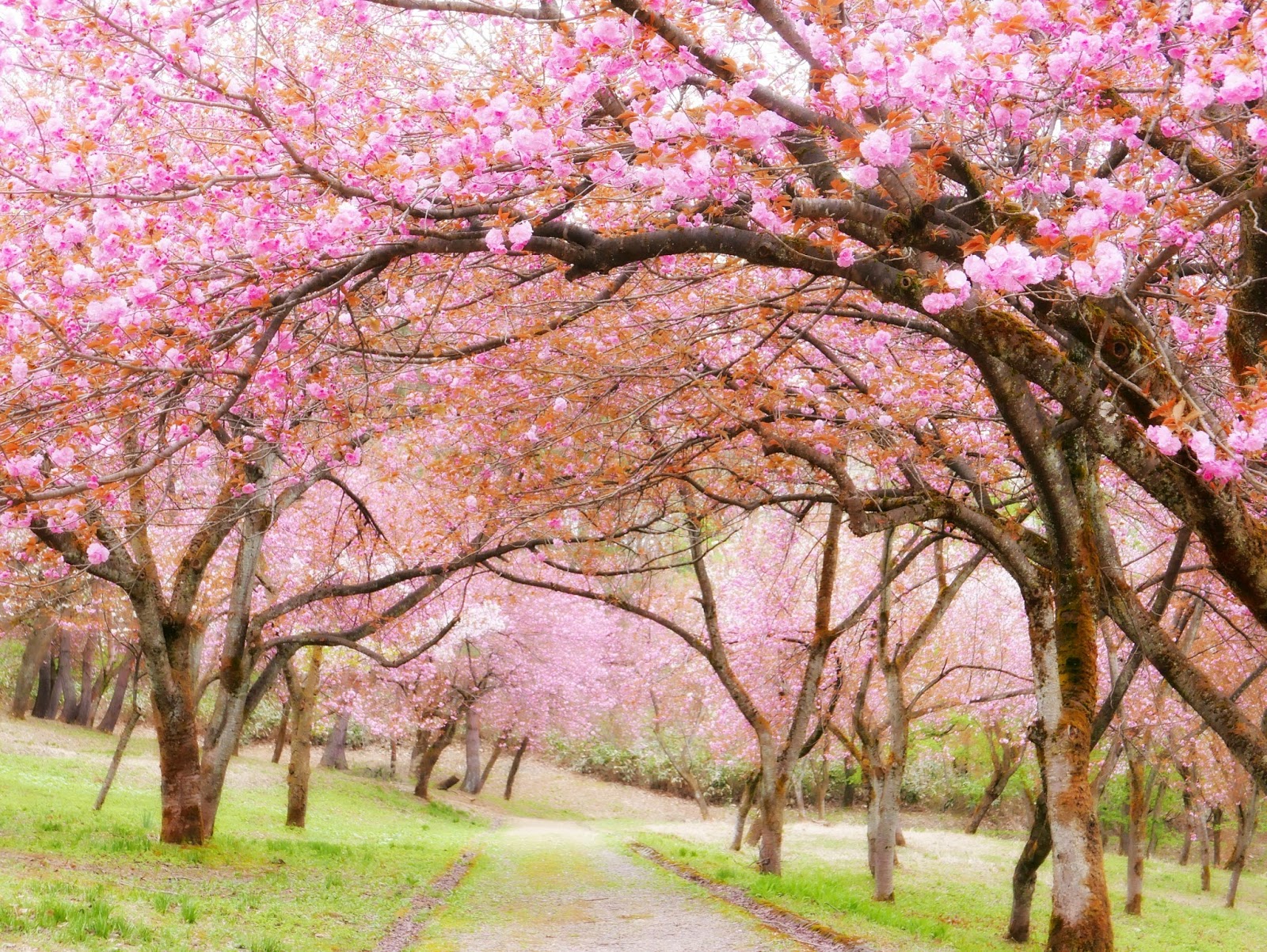 Nozomi Crafts: Cherry blossom forest in Niigata prefecture Japan