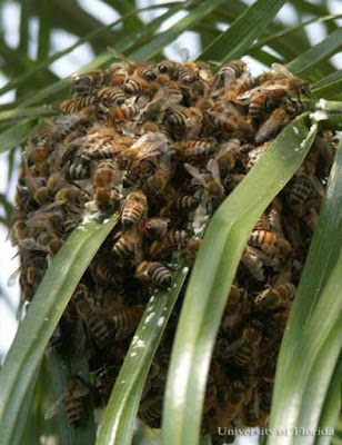 Enjambres de Abejas