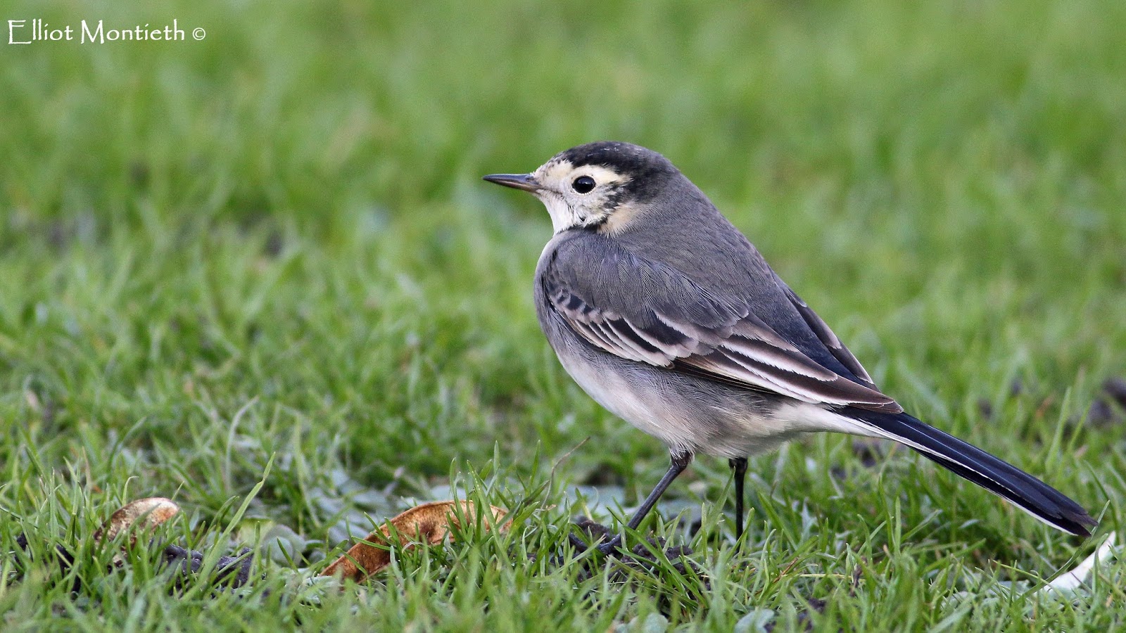Spring Birding: The Quest for White Wagtail