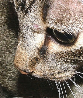 Cat Cancer Cat Cancer