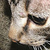 Cat Cancer