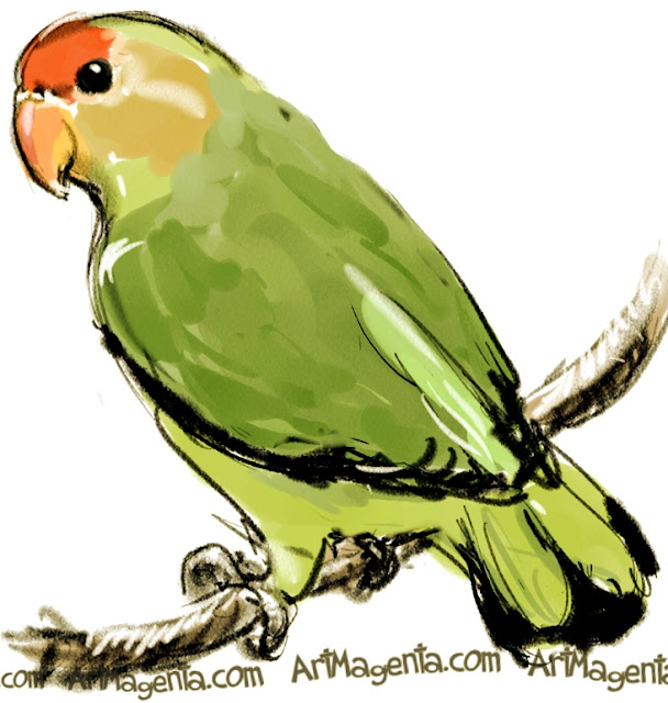 Black-winged Lovebird sketch painting. Bird art drawing by illustrator Artmagenta.