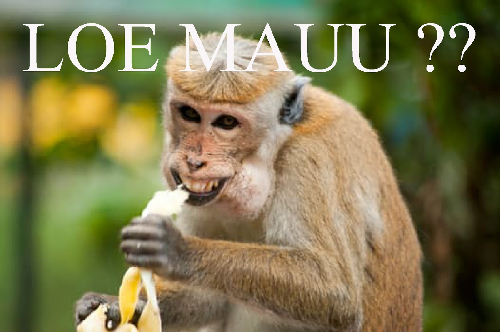 Koleksi Download Gambar Lucu Dan Gokil Abis Gambar Gokil Koleksi Download Gambar Lucu Dan Gokil Abis Gambar Gokil