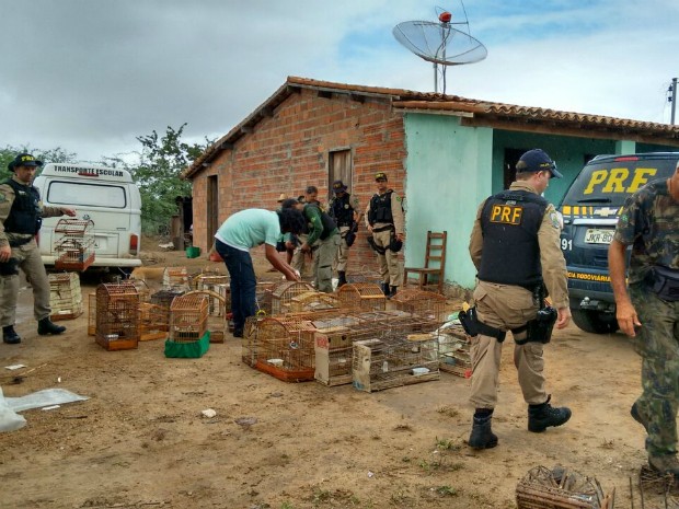 Operação resgatou 2.380 animais dirante a operação (Foto: Divulgação/Polícia Rodoviária Federal)