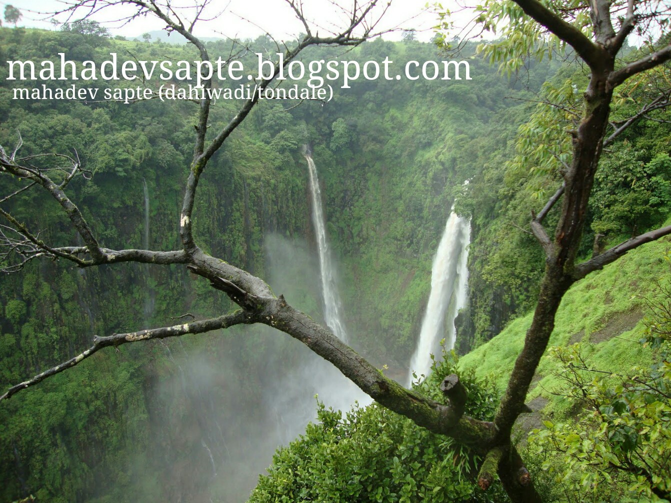 Kas Pathar Satara कास पठार Kaas Plateau (Valley of Flowers) Photos