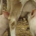 Τρελάθηκε όταν ανακάλυψε το λόγο που οι αγελάδες του δεν είχαν γάλα! (Βίντεο)