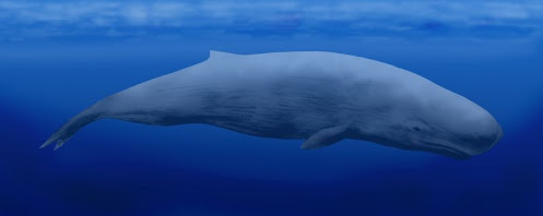 ballenas