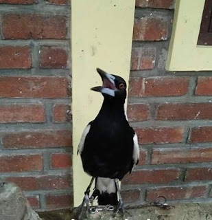 Jenis-jenjis Burung Jagal Jenis-jenjis Burung Jagal