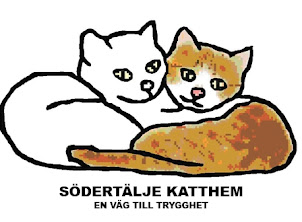 En katt på Södertälje Katthem bloggar