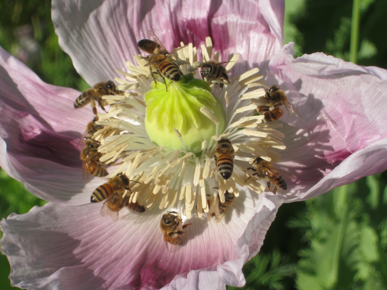 bees and poppies