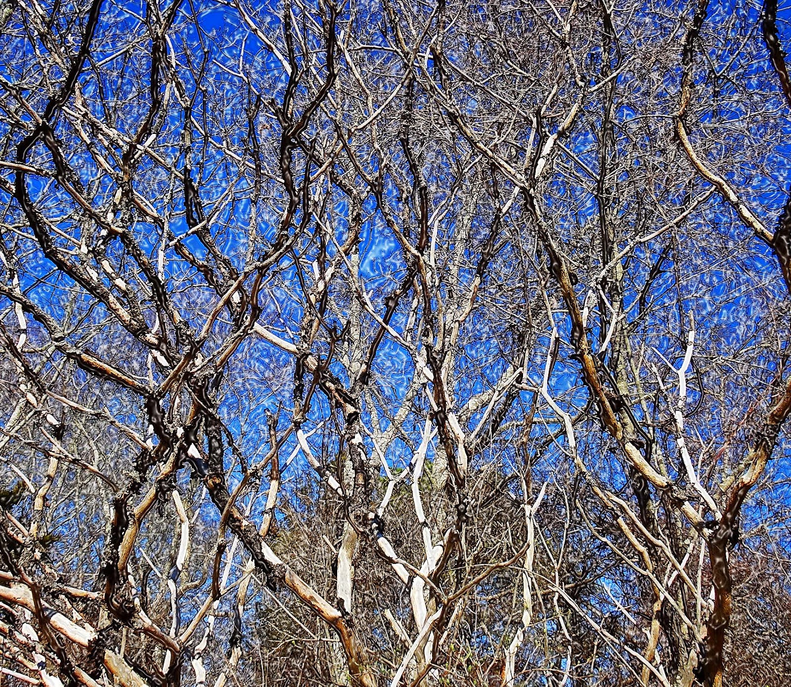 Joe's Retirement Blog Sagamore Hill, Scusset Beach State Reservation, Sagamore Beach