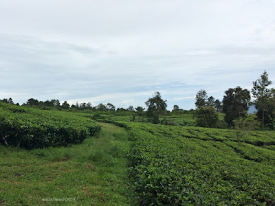 Perkebunan Teh Gunung Mas Puncak agrowisata