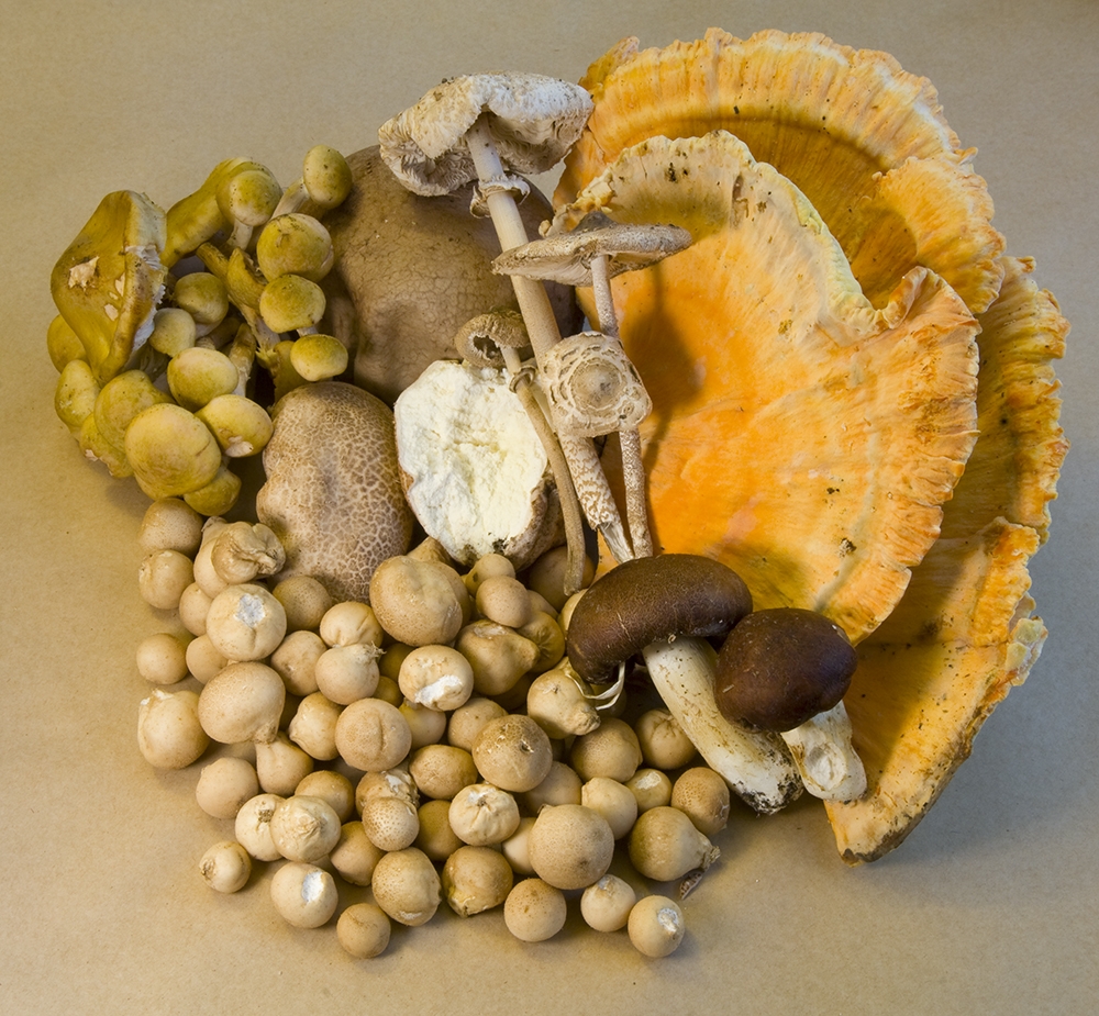 The 3 Foragers Foraging for Wild, Natural, Organic Food Wild Mushroom