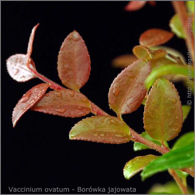 Vaccinium ovatum leawes - Borówka jajowata liście