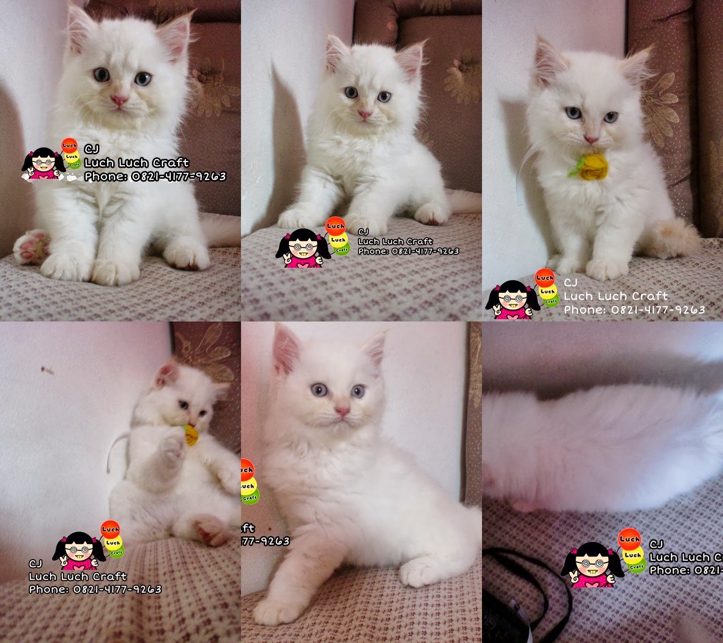 The Story of My Cats Jual Beli Kucing Persia Anggora