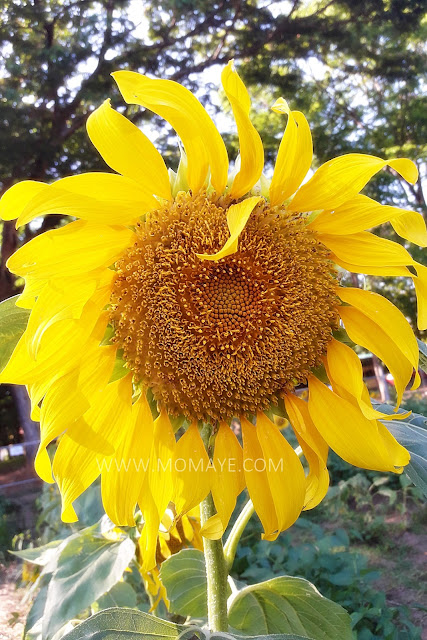 sunflower, sunflower garden, CLSU, Holy Week, summer