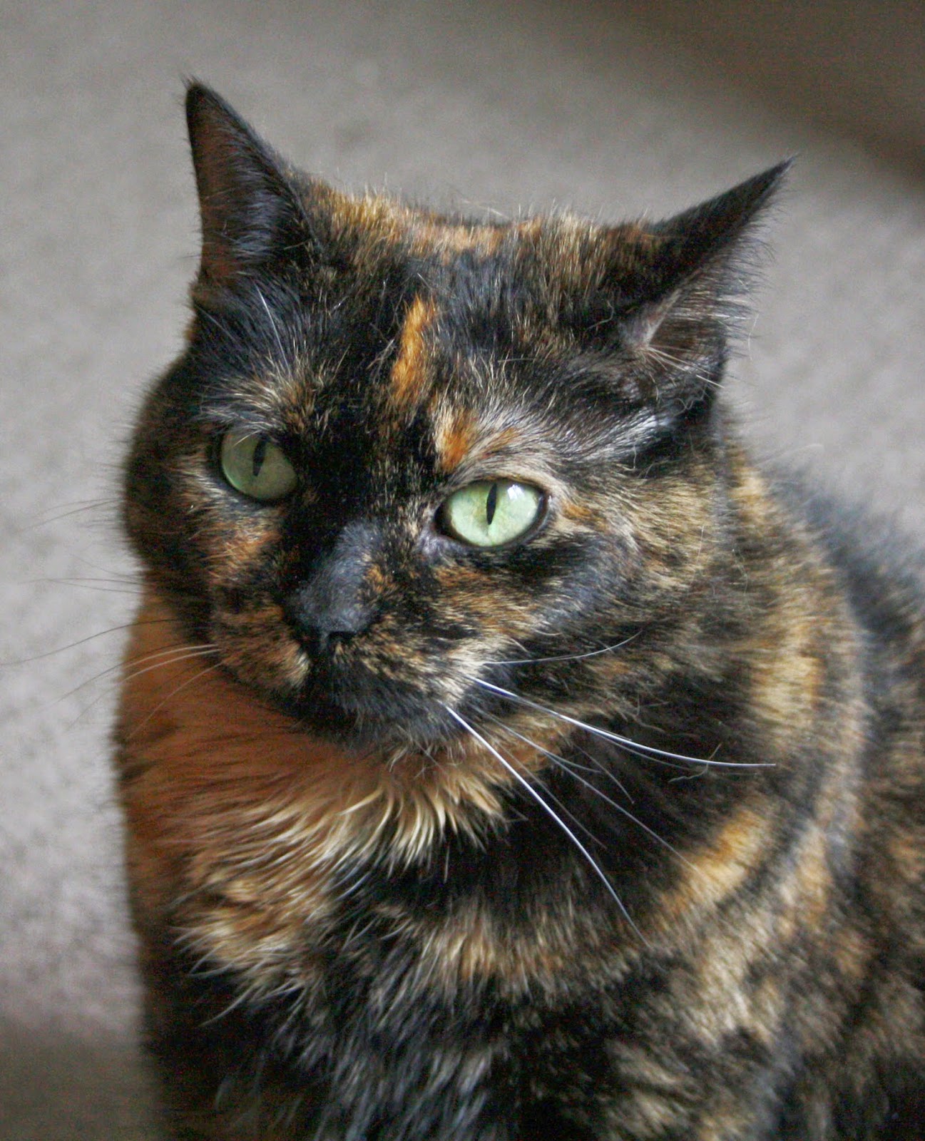 Wandering Cat Studio Furminate!