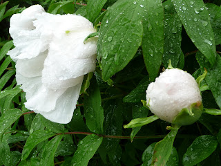 New York Botanical Garden, Bronx NY, white flowers, rain