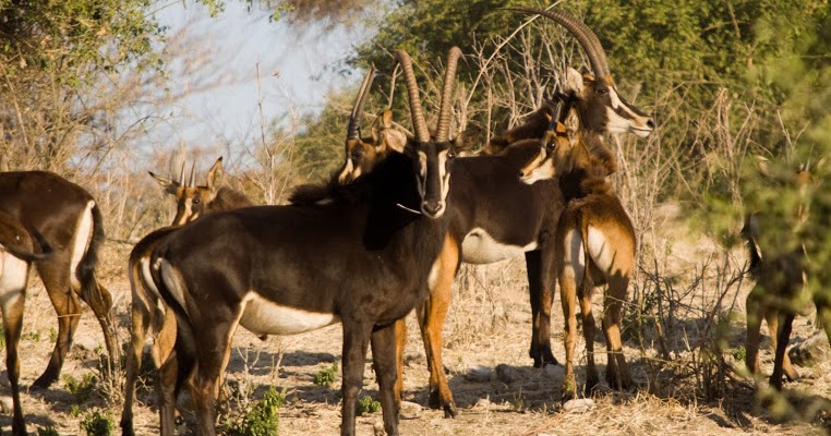 Wildlife Photos Gemsbok In Chobe National Park Botswana