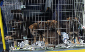 All puppies in their cage in the back of a police dog van