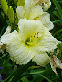 Joan Senior Hemerocallis daylily by garden muses-not another Toronto gardening blog
