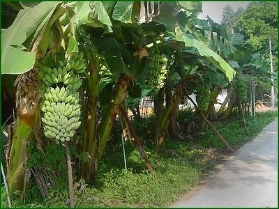 Gambar Pohon Pisang Awak Berbuah Gambar Pohon Pisang Awak Berbuah