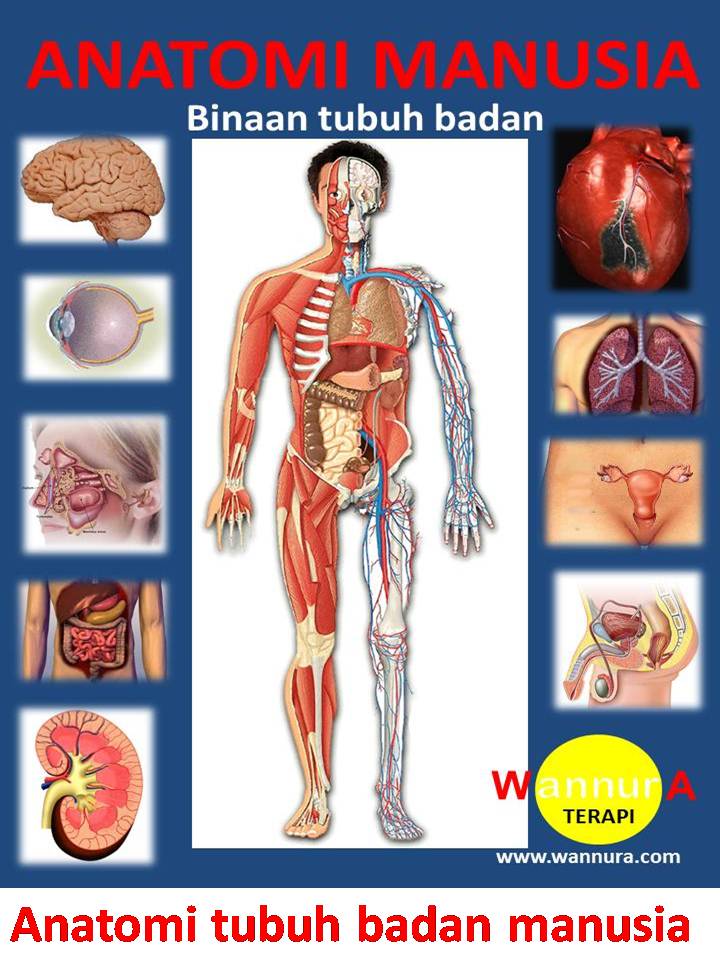 CERITA SAYA: 20 Fakta Menarik Mengenai Tubuh Manusia