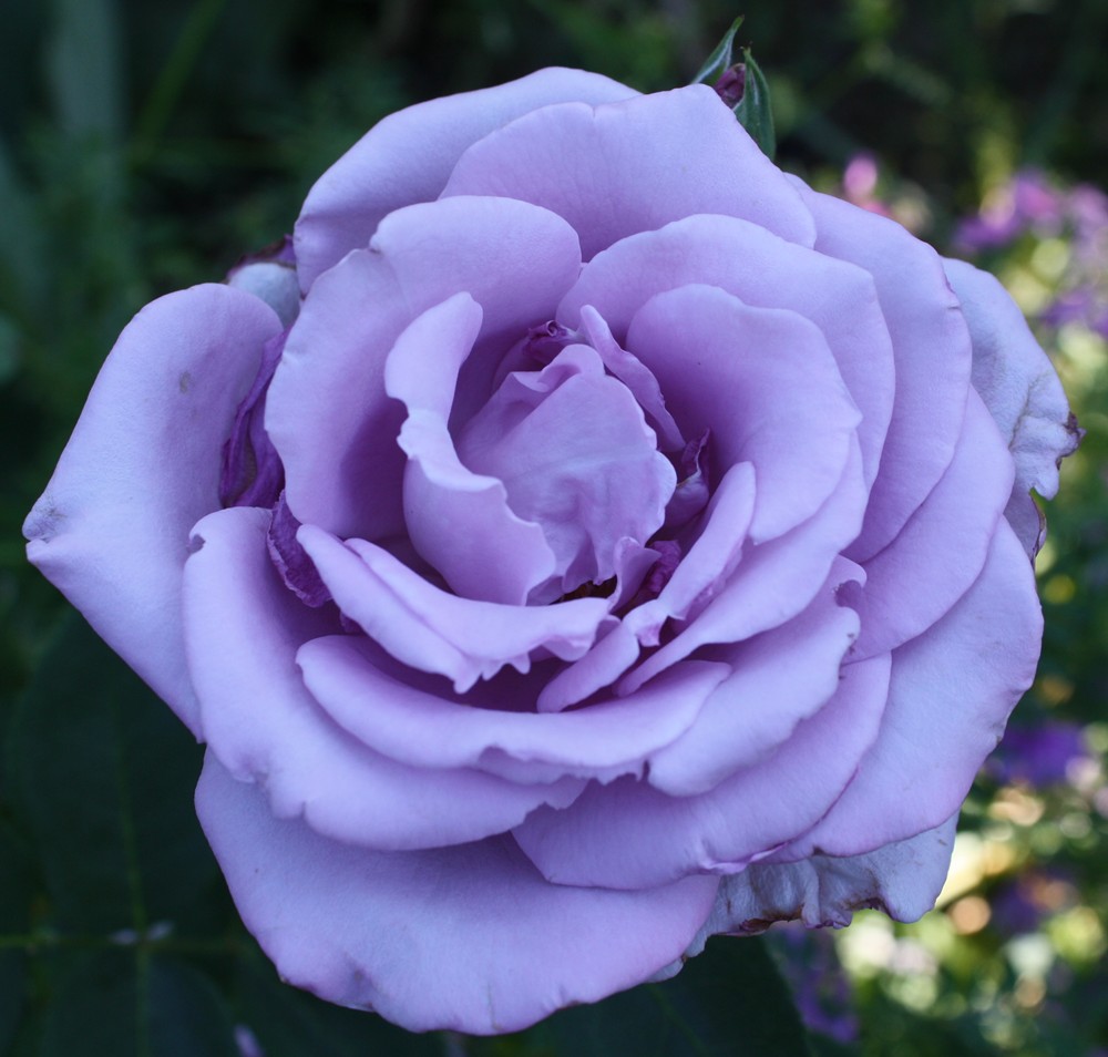 Lavender Roses Images ~ Lavender Song Ocean Roses Rose Purple Flower ...