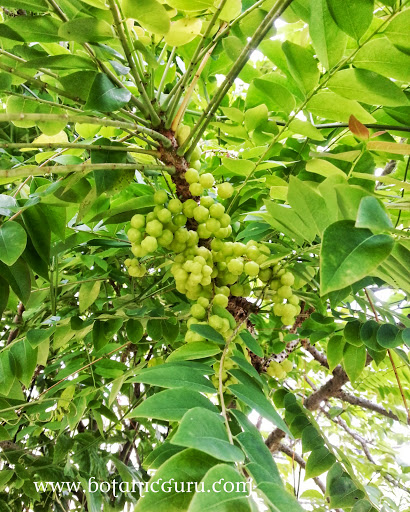 Phyllanthus acidus, Star Gooseberry