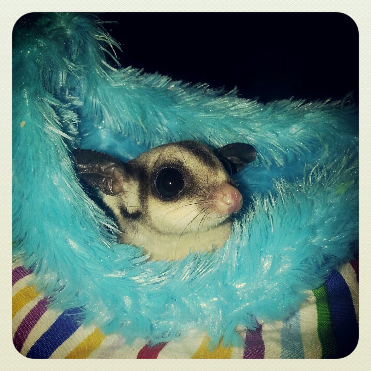 Sugar Gliders Malaysia
