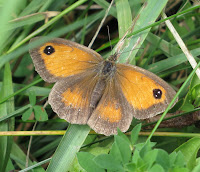 Gatekeeper butterfly - Pyronia tythonus - with its wings open. On grass.